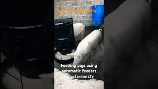 How Automatic feeders works#Njemufarm#PigfarmingKenya
