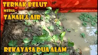 TERNAK BELUT REKAYASA DUA ALAM || #ALC180 - 56