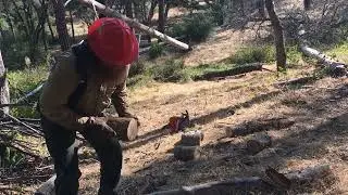 Buckin' Blue Oak
