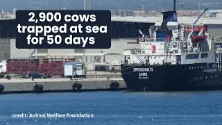 2,900 Cows Trapped at Sea for Over 50 Days | Spiridon II Livestock Crisis