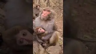 Cute Baby Monkey | YoYo Monkey | BiBi Monkey | Monkey Banana-Baby Monkey | Best Monkey Moments