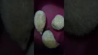 Hedgehog