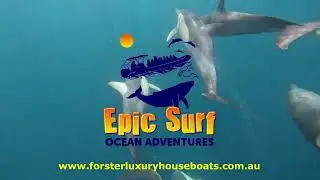 Epic Surf Whale Watch Forster NSW