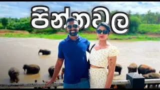 Pinnawala Elephant Bath Time and Orphanage | පින්නවල අලි අනාථාගාරය | Kegalle, in Sri Lanka