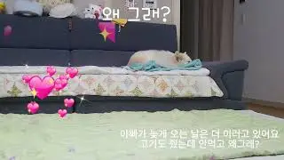 0114 왜 그래? #흰둥이 #강아지 #강아지브이로그 #강아지일상 #애견영상 #산책하는강아지 #walk