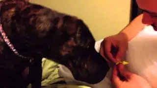 Pitbull loves warheads candy
