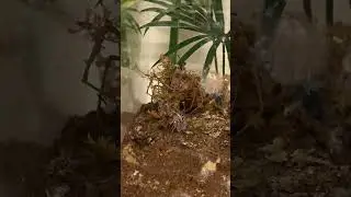 Net casting spider slo motion capture