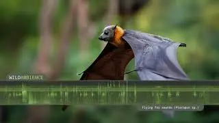 Flying Fox (Fruit Bat) Sounds - The shrieking calls of flying foxes at night in the Australian bush