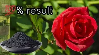 आज ही इस्तेमाल करिए इसे ना ही आएगी कोई बीमारी और ना ही कोई कीड़ा  || Best for Plants
