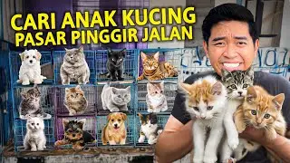 CARI ANAK KUCING DI PASAR PINGGIR JALAN BANDUNG! LUCU BANGET KITTEN DISINI!
