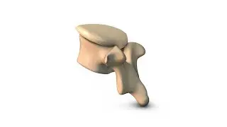 Human Lumbar Vertebra isolated on white background stock footage | stock video | Cinefootage