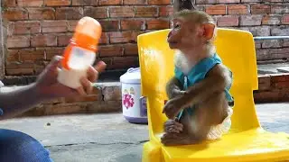 Cute Baby Monkey!! Donal Sitting On Chair Wait Mom Feed Milk In Orderly