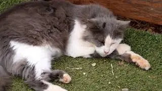 Who are all these grey cats? And where are the blue 💙 brothers Happy and Lucky?