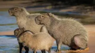Interesting Facts about Capybara