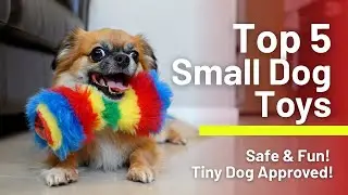 Top 5 best dog toy for small dogs review guide 2026 latest update (Exclusive) tiny dogs love