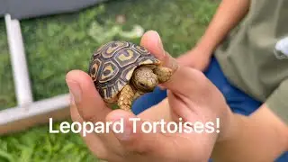 Leopard Tortoises!