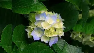 Top 37 Hits Of 1900 35 Felix Mayol La Paimpolaise