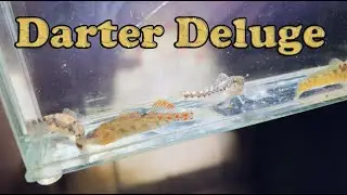 Microfishing: Darter Digging, Day 2, Part 3