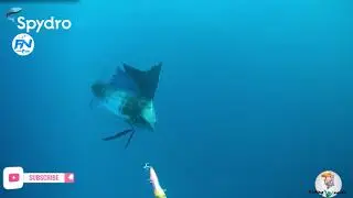 RARE underwater action!! sailfish on spydro - fishing narko