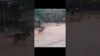 7 Year old kid flying drone || Drone Vs. Dog