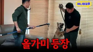 [레전드 풀버전] 개훌륭 최초 올가미 사용하다? 범접불가 입질견 등장..ㅣKBS 개는 훌륭하다 200601 방송