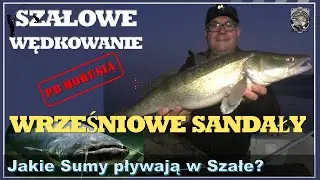 Wrześniowe Sandały czyli Sandacz, SUM i koguty w roli głównej - SZAŁOWE WĘDKOWANIE #7