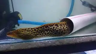tiger moray eel