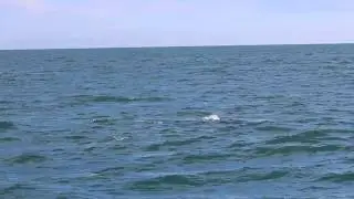 Rissos Dolphins August