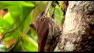 Montane Woodcreeper Lepidocolaptes lacrymiger Trepatroncos Monta&ntilde;ero Bauml&auml;ufer