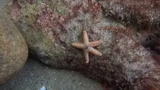 Laguna Bluebelt- Juvenile Sea Star- Laguna Beach State Marine Reserve
