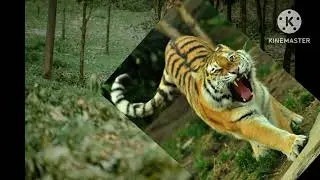 Mandalay tiger logo 36794