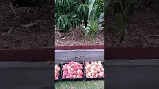 Колоновидные персики Россия | Shorts | Small Gardens