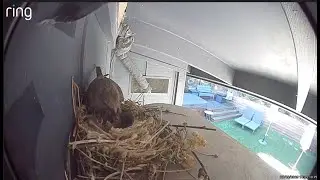 House Finch Chick Raising - Day 17 - Happy Birthday!