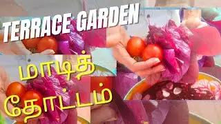 Terrace Garden Harvest 🌱 | Maadi Thottam Aruvadai | Home Garden Success | Tamil Gardening 🌿 spinach