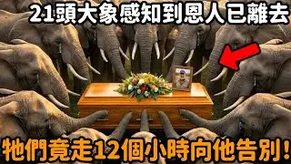 21頭野生大象似乎感知到了恩人的去世，牠們竟然走了12個小時去向他告別！畫面曝光看哭所有人！#大象 #象群 #動物情感 #救助 #心靈暖流 #感人壹幕 #不可思議 #動物故事 #真實故事 #心靈飼養員