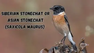 Siberian stonechat / Asian stonechat (Saxicola maurus) / oriental stonechat / common stonechat