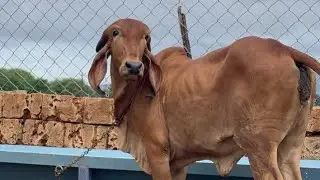 2 years calf Best Gir calf 100% pure for sale /7802865555/ #gircowforsale