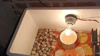 কোয়েল পাখি ডিম দিবে প্রতিদিন 