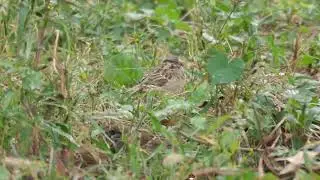 Sparrows eating grass
