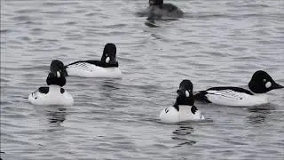 Common Goldeneye Courtship Displays