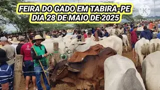 Feira do Gado de Tabira-PE / Pesquisa de Preço no Pátio dia 28/05/25