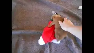 Baby Hecker Celebrating Christmas