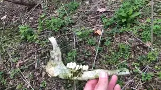 Ohio Field Research: Dogman Boneyard?