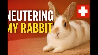Rabbit owner experience:&nbsp;My&nbsp;Bunny&nbsp;Went through the surgery?!! I Neutred&nbsp;my&nbsp;rabbit!