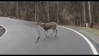 Deer Compilation 2022_01