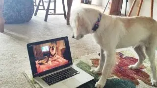 Golden Retriever Puppy Responds to Husky Dog Talking I Love You