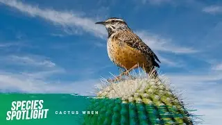 Species Spotlight: Cactus wren