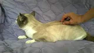 Meet Downy a Snowshoe currently available for adoption at Petango.com! 5/5/2018 9:29:11 PM