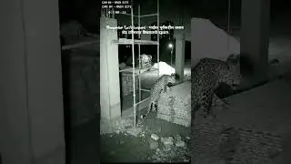 भाईंदर पूर्वेकडील तलाव रोड परिसरात बिबट्याची दहशत#leopard #viral #mirabhayandar #mumbai #news #bibty