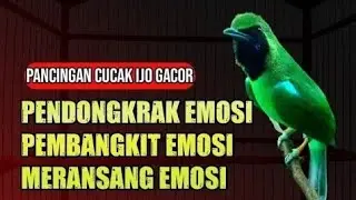 BUKTIKAN!! PANCINGAN AMPUH MENAIKAN EMOSI CUCAK IJO AGAR JAMTROK BONGKAR ISIAN SAAT LOMBA